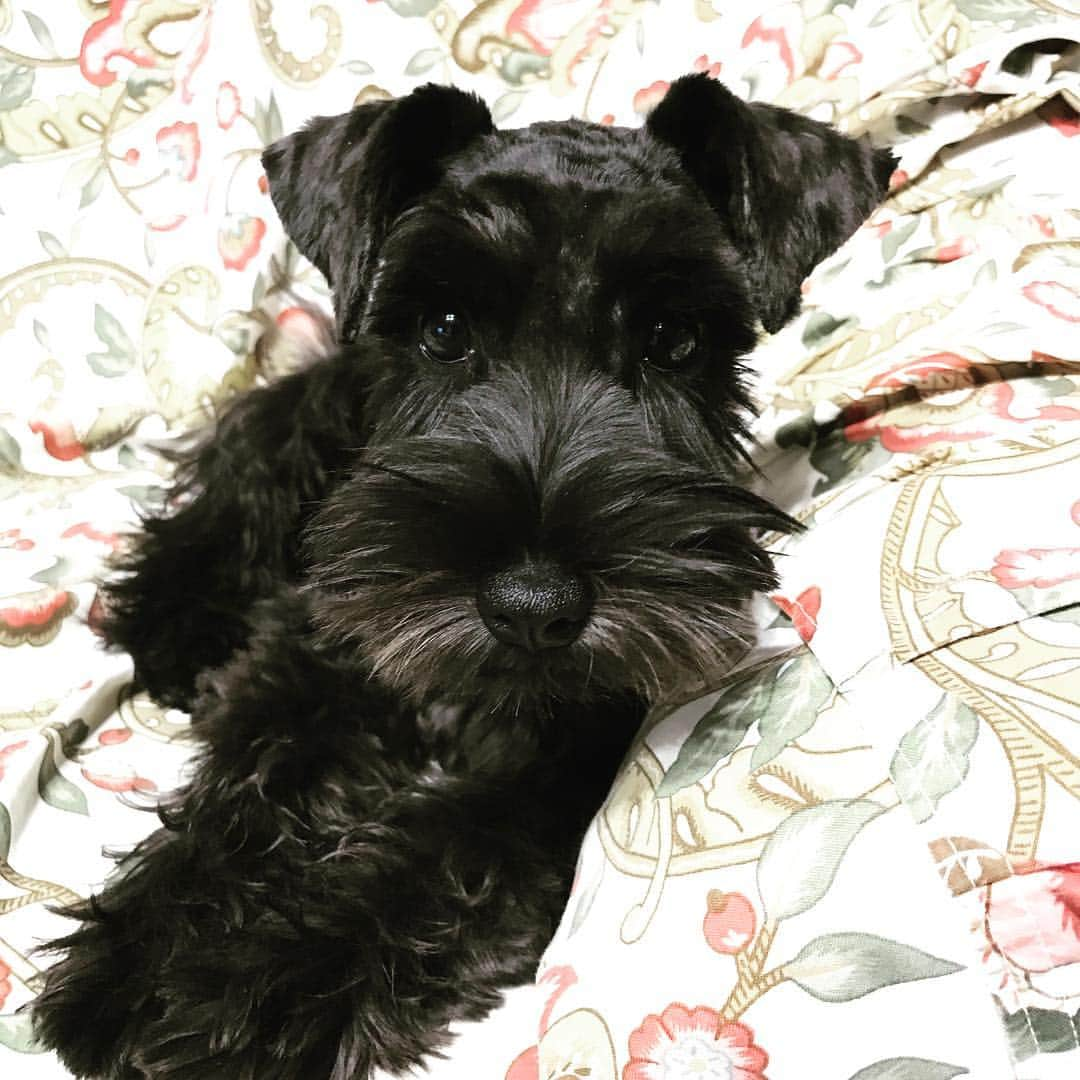 葛西一茂さんのインスタグラム写真 - (葛西一茂Instagram)「実家に新しい家族が仲間入り♀ #MiniatureSchnauzer #Black」9月8日 20時40分 - kazushige_kasai