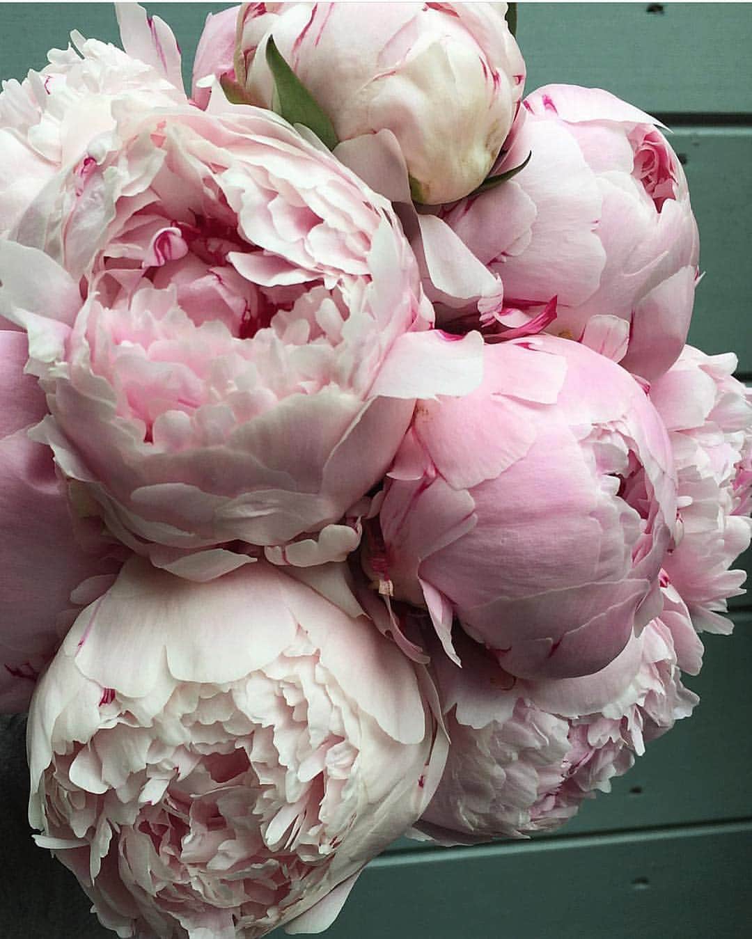 vegas_nayのインスタグラム：「Fresh pink peonies to start the day 🌸 from @fairynuffflowers #florist #peonies #beautiful #pink」