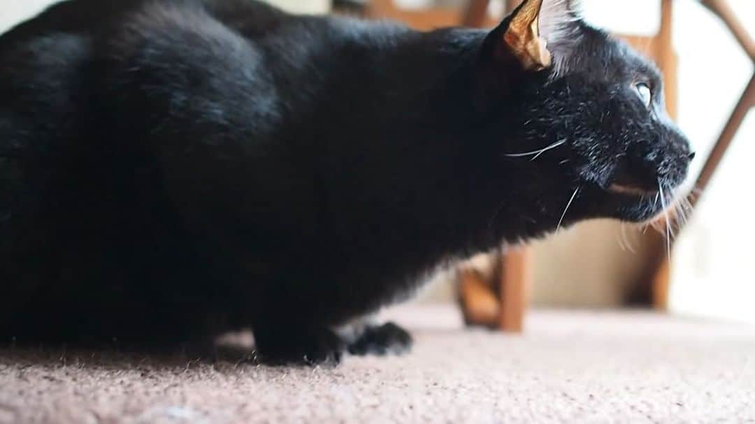 anemone_69のインスタグラム：「. . . #ハカセとキョウジュ #ハカセとキョウジュmovie #blackcat #黒猫 #cat #猫 #猫動画 #猫ムービー . .」