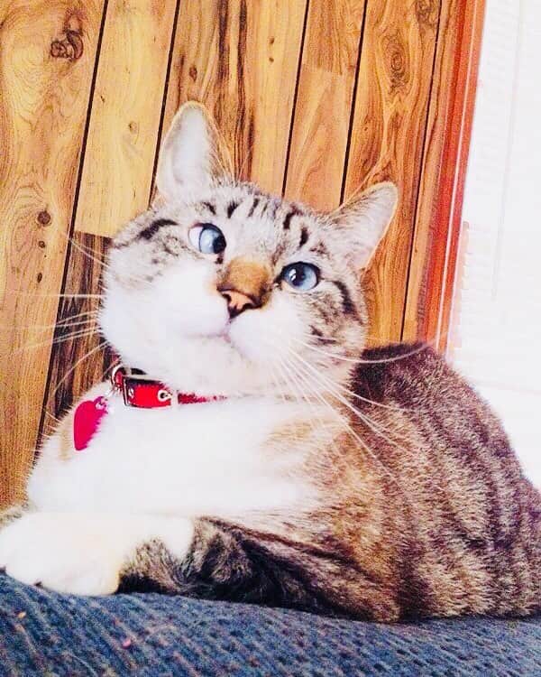 Spangles The Cross Eyed Kittyのインスタグラム：「My handsome man..♥️ #IMissYou #ForeverInMyHeart」