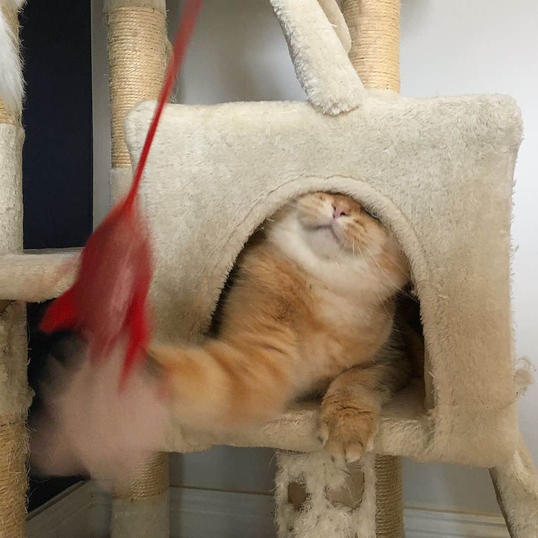 Pumpkinさんのインスタグラム写真 - (PumpkinInstagram)「Meet my friend Fish. I claw at him because I ♥️ him.」9月9日 11時51分 - pumpkinthepurrmachine