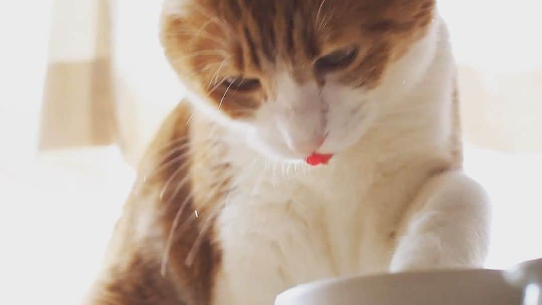 anemone_69のインスタグラム：「. . . #ハカセとキョウジュ #ハカセとキョウジュmovie #redtabby #redtabbyandwhite #茶トラ白 #cat #猫 #猫動画 #猫ムービー . .」