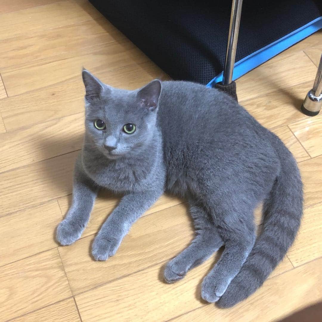 金子雅紀さんのインスタグラム写真 - (金子雅紀Instagram)「実は、少し前のことになりますが、二匹目の猫を飼い始めました。ロシアンブルーのソラ君です。これからはミントとソラの両方を宜しくお願いしまーす！ #ロシアンブルー#多頭飼い. . .」9月9日 21時25分 - masaki_kaneko_