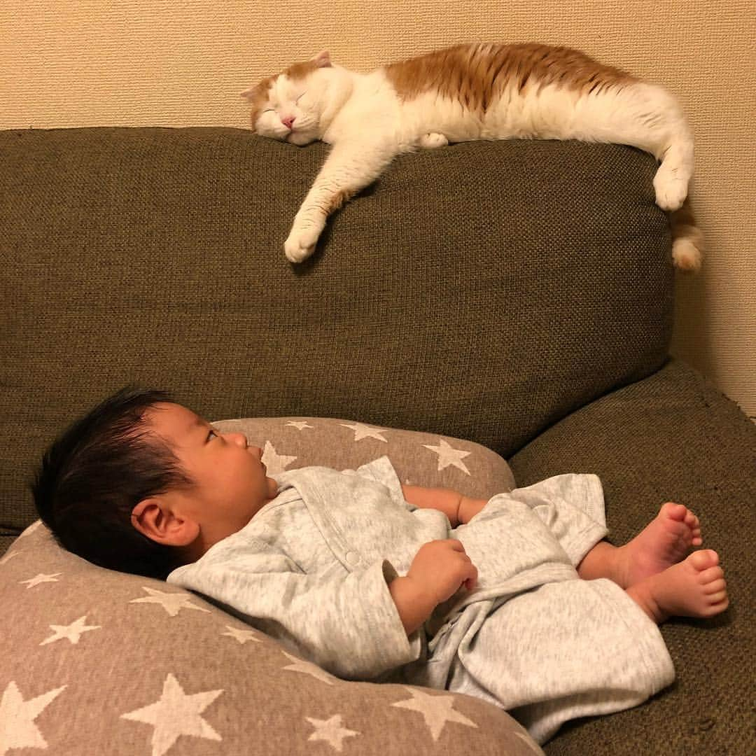 一休のインスタグラム：「2018.9.9 * Brothers🐱❤️👶 * この頃はまだ距離感があるけど、今は兄弟みたいになってます😄💕 * 古いpicから更新しています😣 現在のpicに追い付くまでお付き合いください🙇‍♀️ * #赤ちゃんと猫 #まん丸ねこ部 #いっきゅんとちびっきゅん #cat#cats#scottishfold#animal#pet#cute#adorable#fluffy#instacat#catstagram#catsofinstagram#neko#kawaii#고양이#katze#chat#gatto#gato#猫#ねこ#ネコ#にゃんこ#スコティッシュフォールド#ねこ部#にゃんすたぐらむ#一休さんの日常」