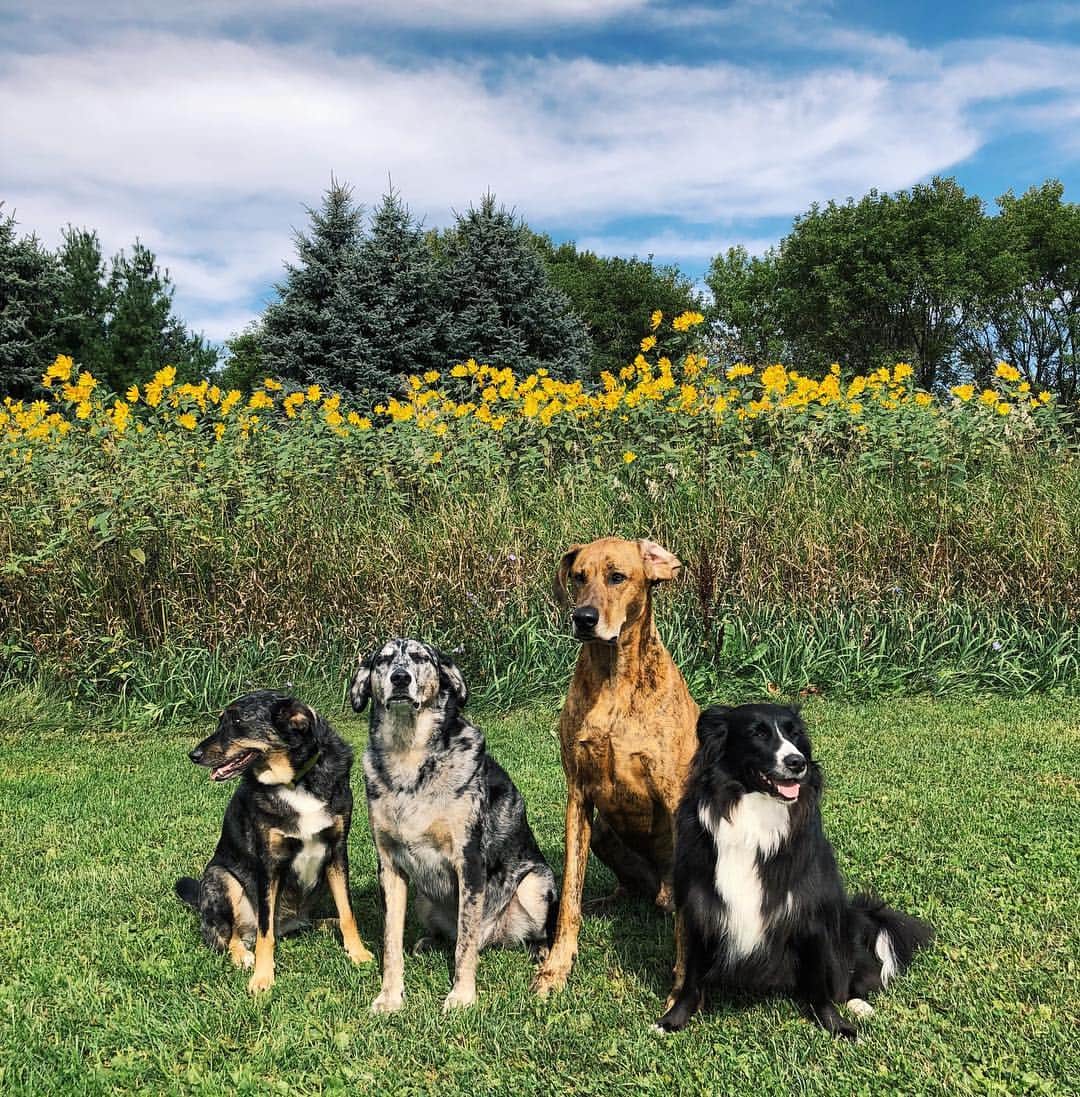 のインスタグラム：「these guys ❤️ (gertie is trancing out of frame)」