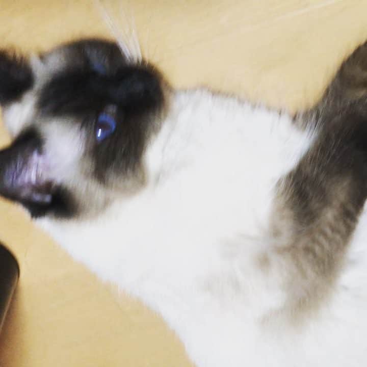 北澤鞠佳のインスタグラム