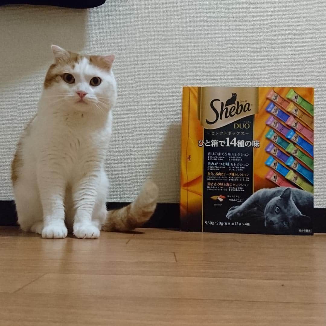 一休のインスタグラム：「2018.9.10 * Favorite snack🍭🍫🍩 Big size🤩 * 僕の大好きなシーバ❤️ パパとママが買って来てくれたにゃ😊 大きいにゃ〜🤩 でも食いしん坊だから、すぐなくなっちゃう😗 * #sheba #シーバ #まん丸ねこ部 #cat#cats#scottishfold#animal#pet#cute#adorable#fluffy#instacat#catstagram#catsofinstagram#neko#kawaii#고양이#katze#chat#gatto#gato#猫#ねこ#ネコ#にゃんこ#スコティッシュフォールド#ねこ部#にゃんすたぐらむ#一休さんの日常」