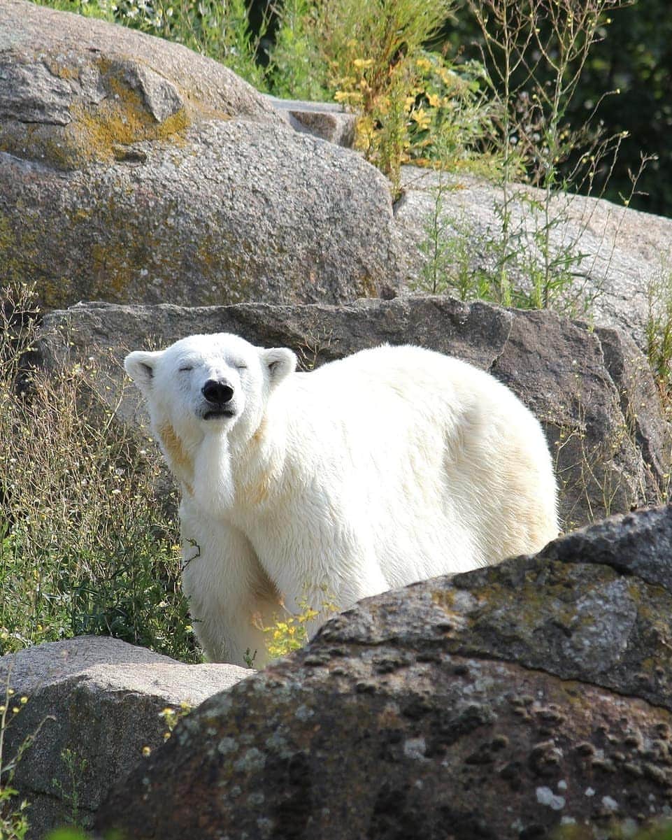Polar Bearsのインスタグラム