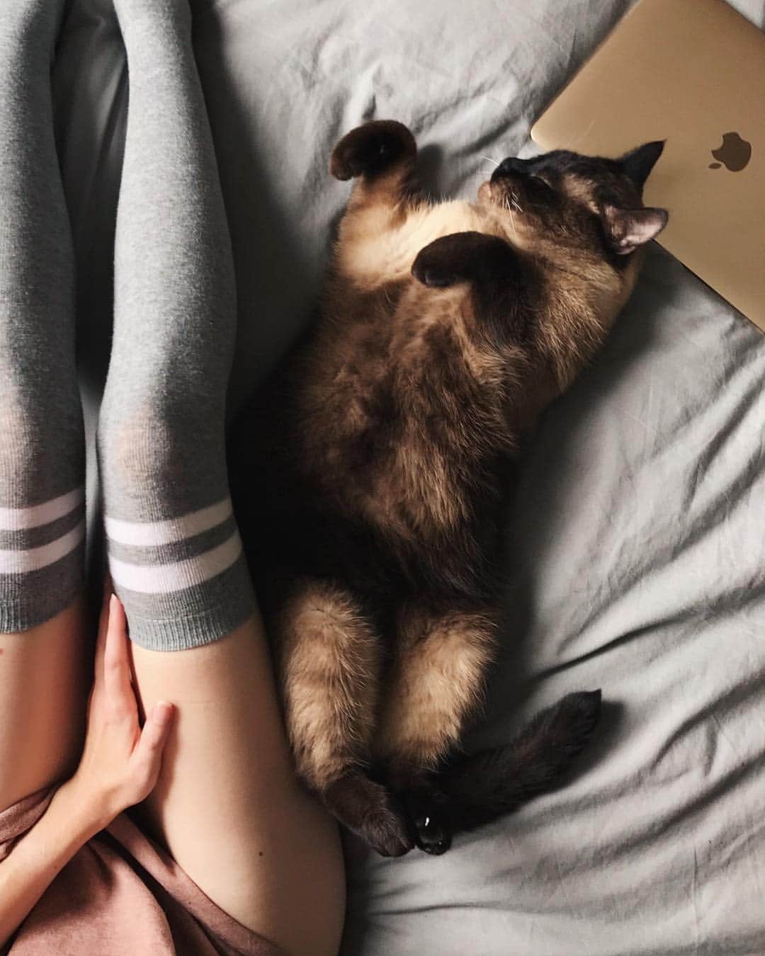 Annette Pehrssonのインスタグラム：「Love ya 🐱💛」