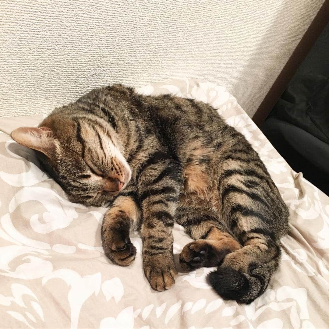 加藤綾子さんのインスタグラム写真 - (加藤綾子Instagram)「* うちのみーちゃんです🐱💕 実家で飼ってます✨ お庭の紫陽花の花の下にひょっこり現れて その時はカラスに襲われたのか耳から血を流していたので保護しました😢 お家に来てくれてもう5年経ちます❤︎ これからちょくちょくみーちゃん載せますね🙋‍♀️😻 * #オスです」9月11日 13時30分 - ayako_kato.official