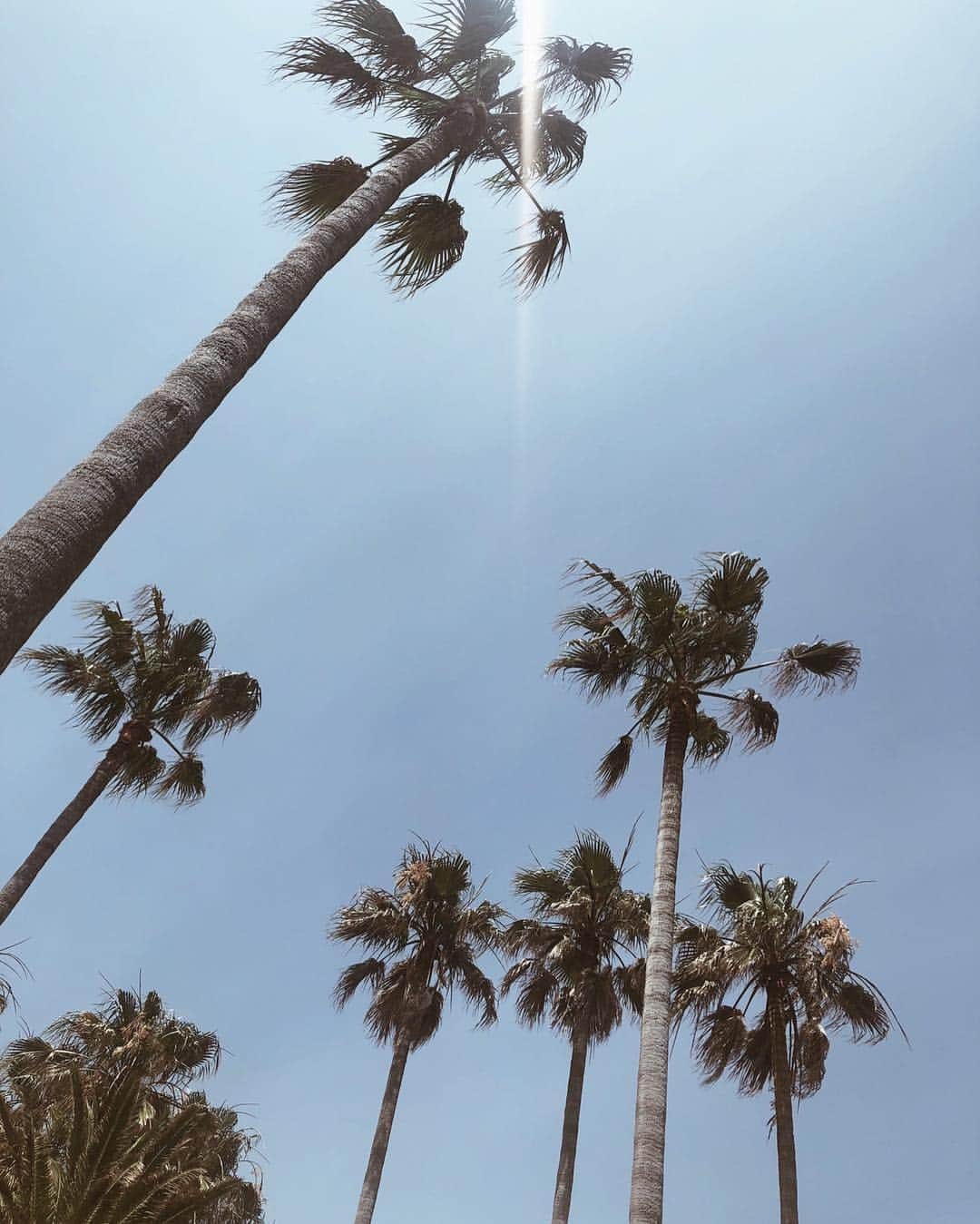 朝日奈央さんのインスタグラム写真 - (朝日奈央Instagram)「ヤシの木東京にも沢山植えてほしいなー🌴 見るだけで癒される🤩 #逗子マリーナ#ヤシの木」9月11日 19時57分 - pop_step_asahi