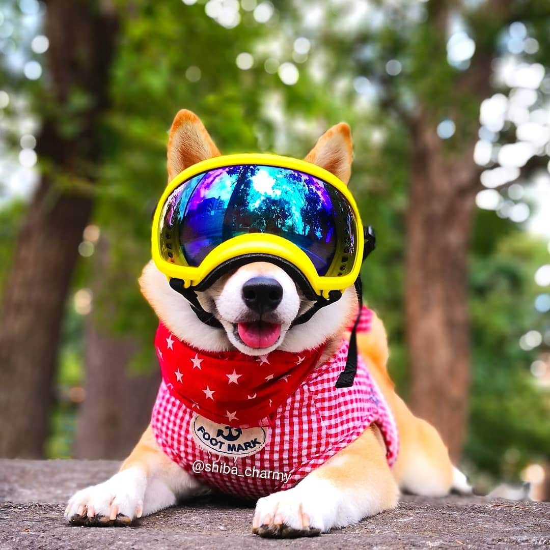 ちゃみさんのインスタグラム写真 - (ちゃみInstagram)「Goggles for dogs 😎✨ カッコイイでしょ😁  気になっていたワンちゃん用のゴーグルです😆✨ チャーミーの目を紫外線から守ってくれます。 来年、海に行った時に活躍させたい！ 軽くて装着も簡単でした！チャーミーも嫌がる事なくすんなり😊 * 海や川、雪遊びなどで紫外線を浴びる事が多いワンちゃんには得にオススメです✨ @rexspecsjapan #犬用ゴーグル #rexspecs #rexspecsk9」9月11日 21時40分 - shiba_charmy