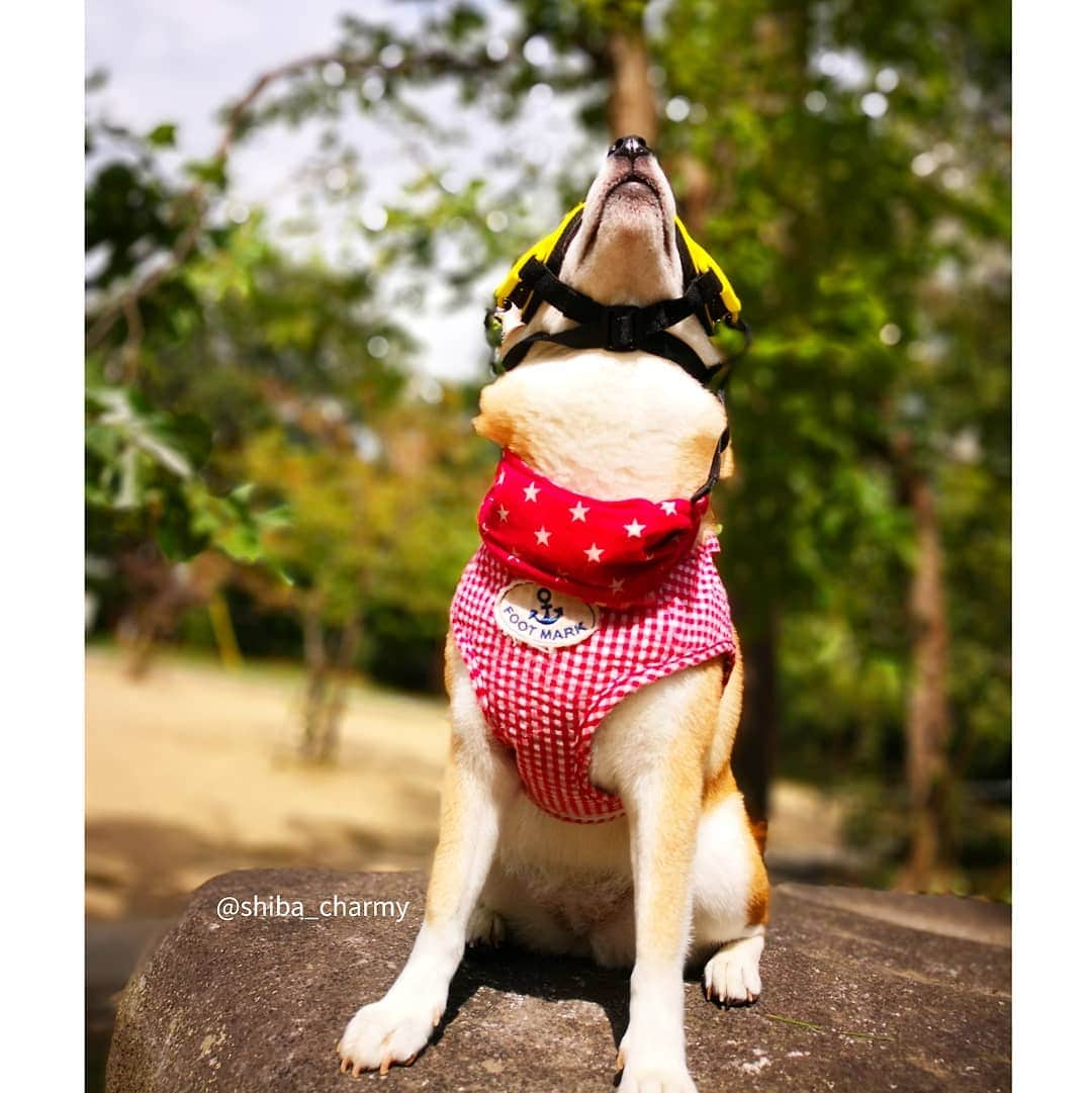 ちゃみさんのインスタグラム写真 - (ちゃみInstagram)「Goggles for dogs 😎✨ カッコイイでしょ😁  気になっていたワンちゃん用のゴーグルです😆✨ チャーミーの目を紫外線から守ってくれます。 来年、海に行った時に活躍させたい！ 軽くて装着も簡単でした！チャーミーも嫌がる事なくすんなり😊 * 海や川、雪遊びなどで紫外線を浴びる事が多いワンちゃんには得にオススメです✨ @rexspecsjapan #犬用ゴーグル #rexspecs #rexspecsk9」9月11日 21時40分 - shiba_charmy