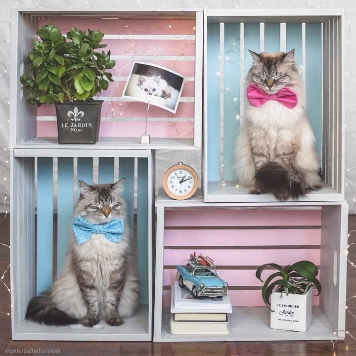 Holly Sissonのインスタグラム：「Check out this fun paint project I did with #PaintWithPREMIER! Plain, wooden crates got a totally new look in just a few hours. I love that Premiere Paint is washable, stain and scuff resistant! It’s a purrfect fit for my pet-filled household. #Sponsored @CanadianTire ~ Canon 1D X MkIV + TS-E45mm f/2.8 @ 2.8 (See my bio for full camera equipment information plus info on how I process my images. 😊) ~  #jj_forum_2371 #pickmotion」