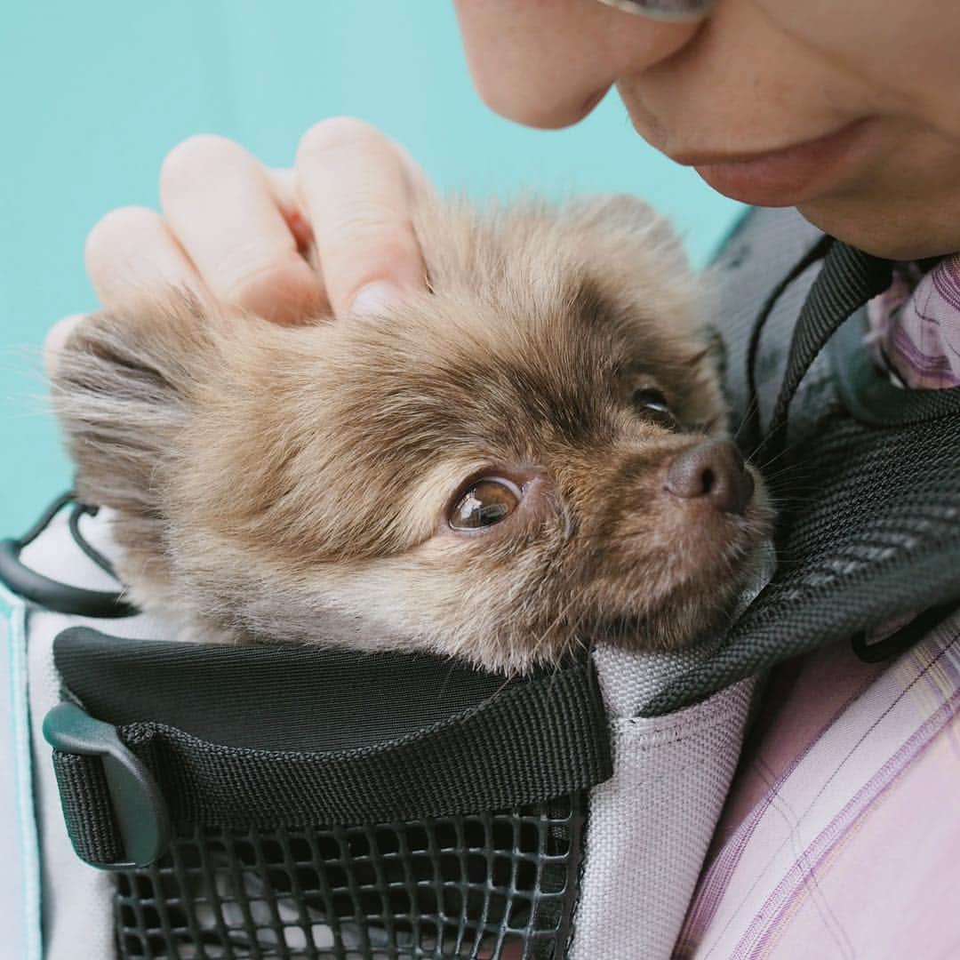 武田航平さんのインスタグラム写真 - (武田航平Instagram)「bagでだっこ♪ きび幸せそ。 さてとお仕事がんばろ〜 @k9sportsackjapan @marumimipome_kibi #k9sportsack #dogstagram  #いぬすたぐらむ #きびすたぐらむ #ポメラニアン #pomeranian  #彼氏シリーズ #彼氏感 #彼氏が犬の散歩って言ってんのにバッグに詰め込んで結果自分しか歩いてない状態なうに使っていーよ #密着しててきびが安心してる事をいーことにかっこつけてる俳優 #メガネ外すなら外せ #仮面ライダーメガネ #仮面ライダーグリス #samurai」9月12日 11時13分 - kouhei_takeda.official