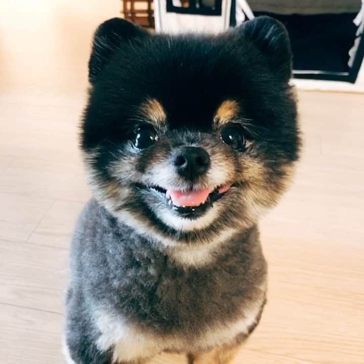 リジ のインスタグラム：「짜장이 내새꾸 따룽해🐶💕 @lasperadog」