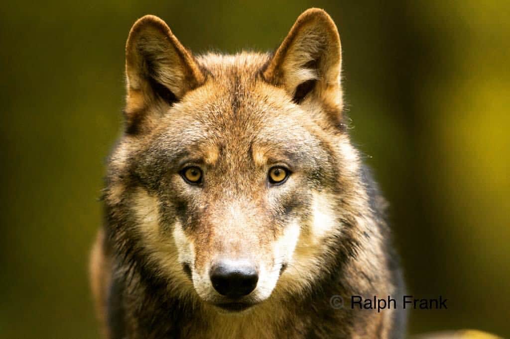 ドミニク・ティエムさんのインスタグラム写真 - (ドミニク・ティエムInstagram)「The wolf has found its habitat in Austria ! 🐺🇦🇹 If we all work together and act jointly we will definitely both succeed in living together peacefully ! 🙌 #wwfat #wolf #austria #herdenschutzhund #4ocean @wwf_austria」9月13日 1時03分 - domithiem