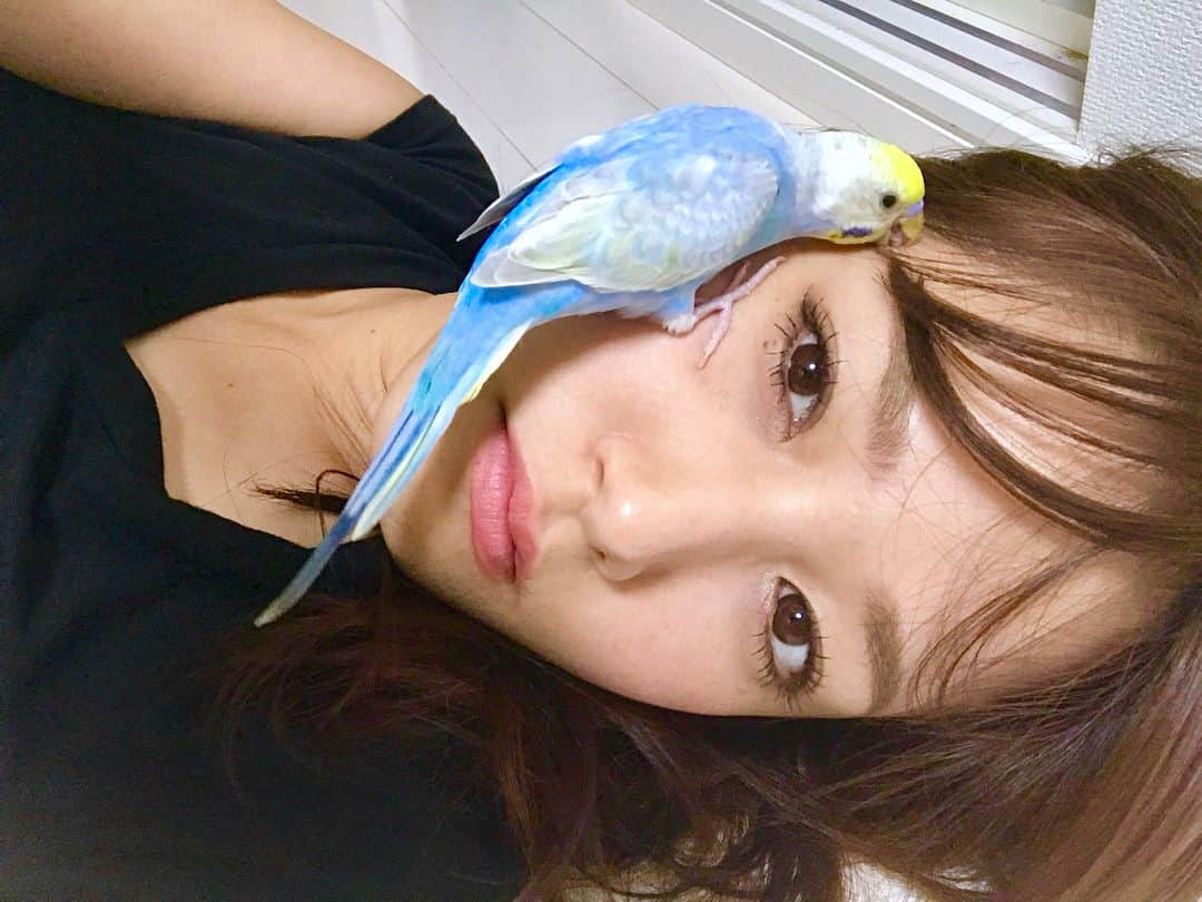 鷲見玲奈さんのインスタグラム写真 - (鷲見玲奈Instagram)「. . 戯れ🐥 . . . #セキセイインコ #パステルレインボー #茶々丸 #おしゃべりインコ  #インコスタグラム #インコ  #文鳥 #ことり #ことり部  #ふわもこ部 #癒し #天使  #bird #birdlovers #pets  #pets_of_instagram #animals #parakeets  #bugergar #budgerigar  #budgie #javasparrow  #instabudgie #instabirds  #instapets #loveit  #IGesJP」9月13日 10時37分 - sumi__reina