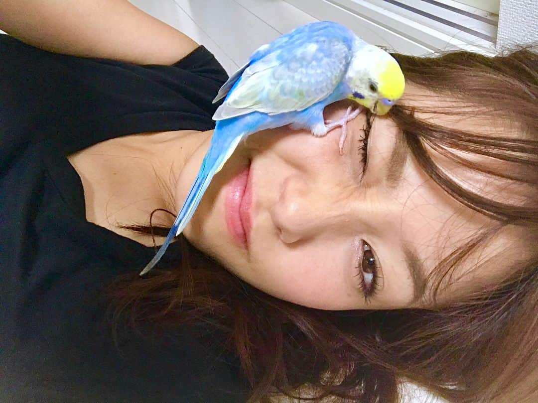 鷲見玲奈さんのインスタグラム写真 - (鷲見玲奈Instagram)「. . 戯れ🐥 . . . #セキセイインコ #パステルレインボー #茶々丸 #おしゃべりインコ  #インコスタグラム #インコ  #文鳥 #ことり #ことり部  #ふわもこ部 #癒し #天使  #bird #birdlovers #pets  #pets_of_instagram #animals #parakeets  #bugergar #budgerigar  #budgie #javasparrow  #instabudgie #instabirds  #instapets #loveit  #IGesJP」9月13日 10時37分 - sumi__reina