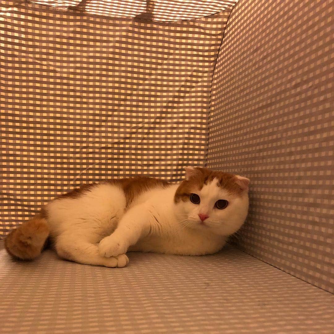 のインスタグラム：「2018.9.13 * #猫壱 さんの#ポータブルケージ の中😆 くつろいでらっしゃる😄 * #まん丸ねこ部 #cat#cats#scottishfold#animal#pet#cute#adorable#fluffy#instacat#catstagram#catsofinstagram#neko#kawaii#고양이#katze#chat#gatto#gato#猫#ねこ#ネコ#にゃんこ#スコティッシュフォールド#ねこ部#にゃんすたぐらむ#一休さんの日常」