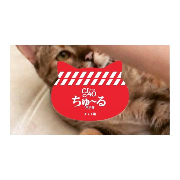 majikoのインスタグラム：「ちゅーるという概念 #ちゅーるメーカー  #majichai」