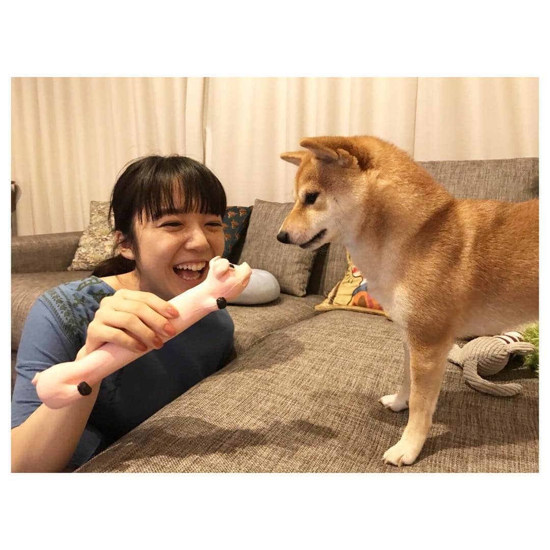 上白石萌音さんのインスタグラム写真 - (上白石萌音Instagram)「豆柴ちびすけが懐くまで🐾 マネージャーさんの愛犬、物凄く人見知りされたのに最後は全体重を預けてきてぽわーっとしてた。天使。」9月13日 16時06分 - mone_kamishiraishi