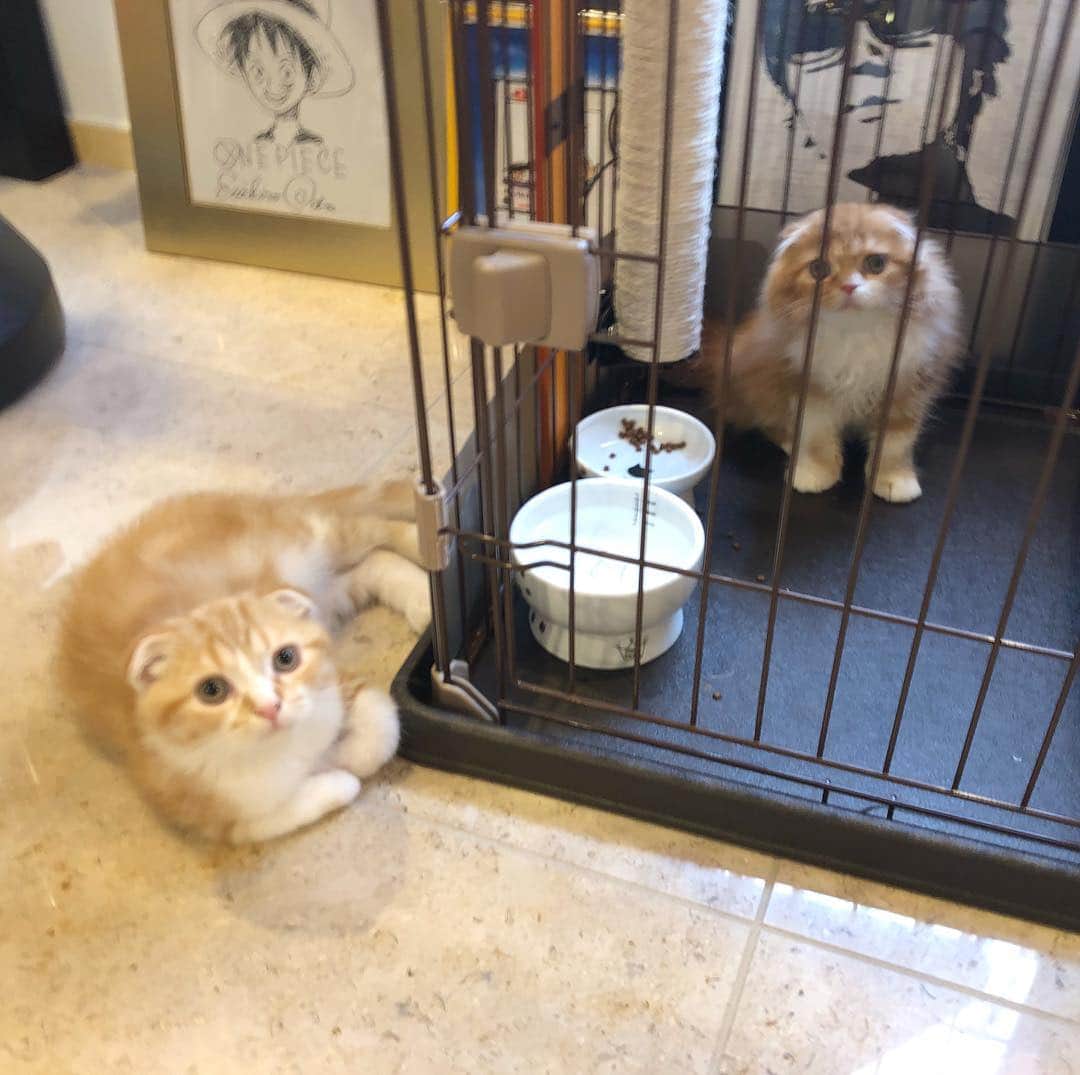 HIKAKINのインスタグラム：「平和な2匹🐱🐱」