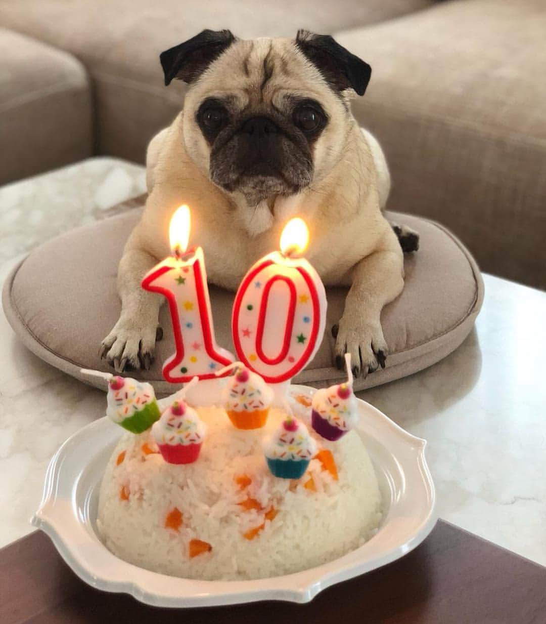 マリオ・マンジュキッチさんのインスタグラム写真 - (マリオ・マンジュキッチInstagram)「1️⃣0️⃣years🎂🎉🎊🐶 #birthday #birthdayparty #Leni #pug #doglife #healthyfood #bestfriends 🐾」9月13日 20時57分 - mariomandzukic