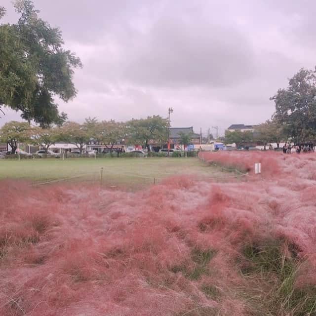 ハルハルさんのインスタグラム写真 - (ハルハルInstagram)「#🇰🇷 #韓国女子 の定番♡ #핑크뮬리 #ピンクミュルリ って？﻿ ﻿ 핑크뮬리（ピンクミュルリ）とは、Pink Muhly Grassのこと。﻿ ﻿ 簡単に言うとピンク色のススキ🌾💕﻿ 日本ではなかなか見かけない😳💦﻿ ﻿ 韓国ではピンクミュルリがいっぱい植えてある公園が大人気♡﻿ ﻿ ソウルから近いところだと、﻿ ﻿ #나리공원 (ナリ公園) にあります🙆🏻‍♀️◎﻿ ﻿ ソウルから少しだけ離れた京畿道(キョンギド)というエリアにあるお花畑が一面に広がる大きな公園です。﻿ ﻿ ﻿ ﻿ Googleマップで﻿ ﻿ "나리공원" や "NARI PARK"と﻿ ﻿ 検索すると出てくるよー😘﻿ ﻿ ﻿ ピンクミュルリが見れる季節は9月～11月！﻿ これから韓国旅行の予定がある子はぜひ行ってみてね〜💓﻿ ﻿ ﻿ ﻿ #ハルスタ やハルハルをタグ付けしていただくと、﻿﻿﻿﻿ ハルハルの記事やInstagramに投稿させていただく場合がございます💐﻿ ﻿ ﻿﻿﻿﻿﻿﻿ #하루스타 #하루하루 를 태그 하시면﻿ 하루하루의 기사와 인스타그램에서 사용할 가능성이 있습니다💐﻿ ﻿﻿ ﻿#pinkmuhlygrass﻿ #일상 #데일리 #오오티디 #일상 #데일리 ﻿ #셀스타그램 #셀피 #셀카 #셀스타 #팔로우 #선팔 ﻿ #ootd #daily﻿ #韓国 #korea #ootd #japanese #instagood ﻿ #instapic #韓国好きな人と繋がりたい﻿﻿」9月14日 11時52分 - haruharu_furyu