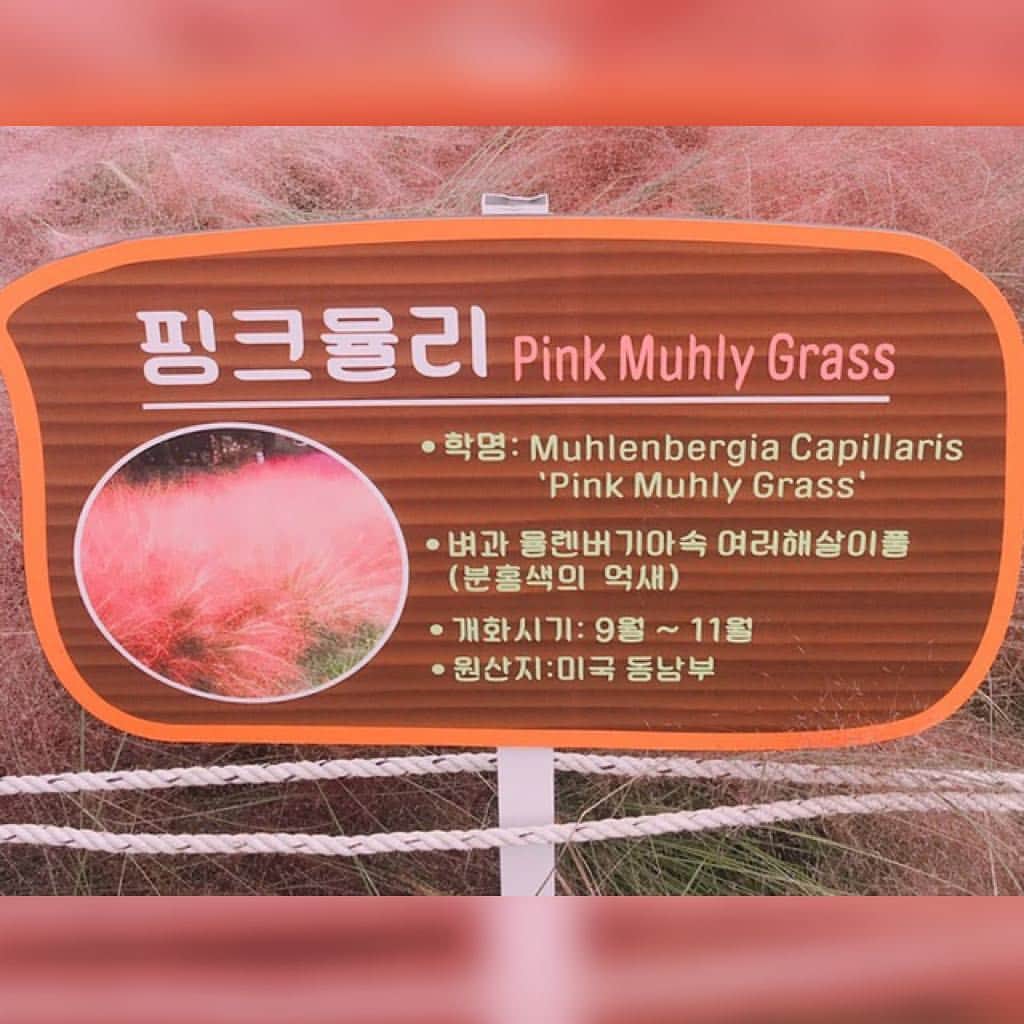 ハルハルさんのインスタグラム写真 - (ハルハルInstagram)「#🇰🇷 #韓国女子 の定番♡ #핑크뮬리 #ピンクミュルリ って？﻿ ﻿ 핑크뮬리（ピンクミュルリ）とは、Pink Muhly Grassのこと。﻿ ﻿ 簡単に言うとピンク色のススキ🌾💕﻿ 日本ではなかなか見かけない😳💦﻿ ﻿ 韓国ではピンクミュルリがいっぱい植えてある公園が大人気♡﻿ ﻿ ソウルから近いところだと、﻿ ﻿ #나리공원 (ナリ公園) にあります🙆🏻‍♀️◎﻿ ﻿ ソウルから少しだけ離れた京畿道(キョンギド)というエリアにあるお花畑が一面に広がる大きな公園です。﻿ ﻿ ﻿ ﻿ Googleマップで﻿ ﻿ "나리공원" や "NARI PARK"と﻿ ﻿ 検索すると出てくるよー😘﻿ ﻿ ﻿ ピンクミュルリが見れる季節は9月～11月！﻿ これから韓国旅行の予定がある子はぜひ行ってみてね〜💓﻿ ﻿ ﻿ ﻿ #ハルスタ やハルハルをタグ付けしていただくと、﻿﻿﻿﻿ ハルハルの記事やInstagramに投稿させていただく場合がございます💐﻿ ﻿ ﻿﻿﻿﻿﻿﻿ #하루스타 #하루하루 를 태그 하시면﻿ 하루하루의 기사와 인스타그램에서 사용할 가능성이 있습니다💐﻿ ﻿﻿ ﻿#pinkmuhlygrass﻿ #일상 #데일리 #오오티디 #일상 #데일리 ﻿ #셀스타그램 #셀피 #셀카 #셀스타 #팔로우 #선팔 ﻿ #ootd #daily﻿ #韓国 #korea #ootd #japanese #instagood ﻿ #instapic #韓国好きな人と繋がりたい﻿﻿」9月14日 11時52分 - haruharu_furyu