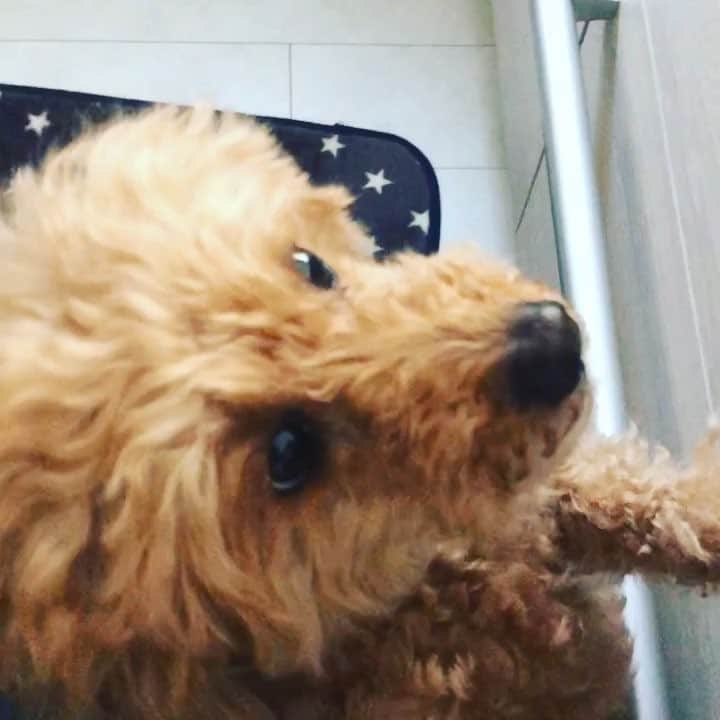 のインスタグラム：「美味しそうに🍎食べるね💖 #いぬすたぐらむ #ただいまロケの合間#愛犬達は何してるかな#お昼休み」