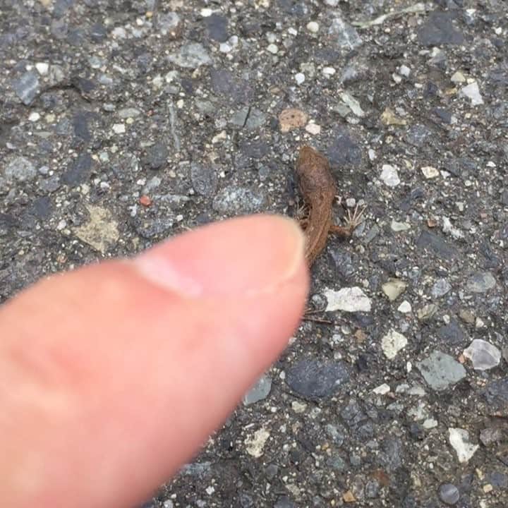 山中崇史のインスタグラム：「小さなトカゲの子。 トカゲ嫌いな人🦎ごめんなさい。」