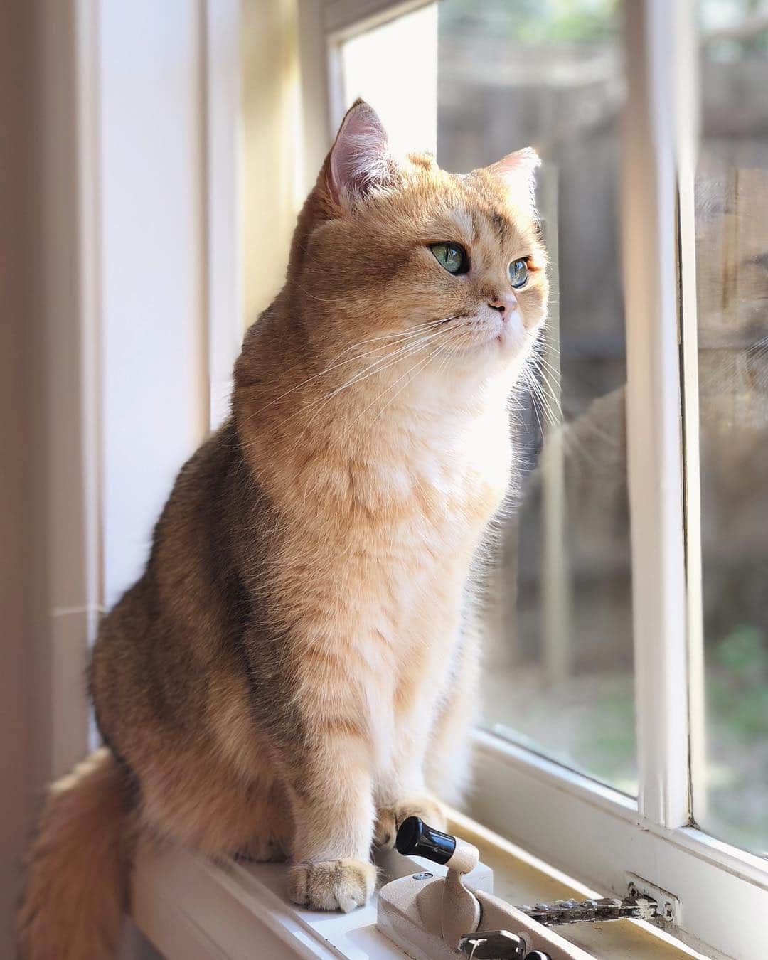 Pumpkinさんのインスタグラム写真 - (PumpkinInstagram)「Thank you, beautiful spring weather! 🌸 You’re bringing out all the birdies for me to watch 😸」9月14日 19時31分 - pumpkinthepurrmachine