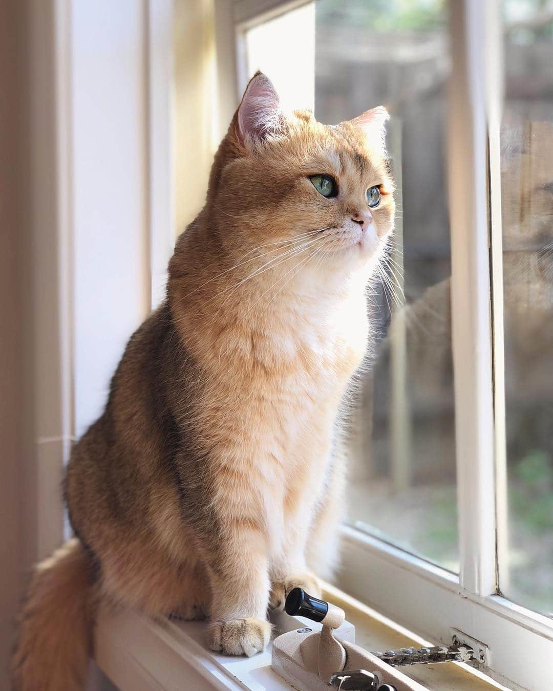 Pumpkinのインスタグラム：「Thank you, beautiful spring weather! 🌸 You’re bringing out all the birdies for me to watch 😸」