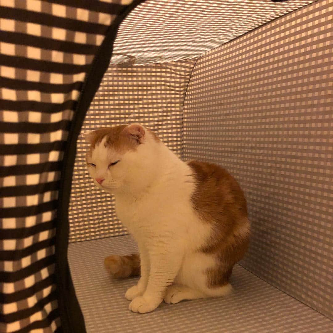 のインスタグラム：「2018.9.14 * 瞑想中…😑w * #猫壱 #ポータブルケージ #まん丸ねこ部 #cat#cats#scottishfold#animal#pet#cute#adorable#fluffy#instacat#catstagram#catsofinstagram#neko#kawaii#고양이#katze#chat#gatto#gato#猫#ねこ#ネコ#にゃんこ#スコティッシュフォールド#ねこ部#にゃんすたぐらむ#一休さんの日常」