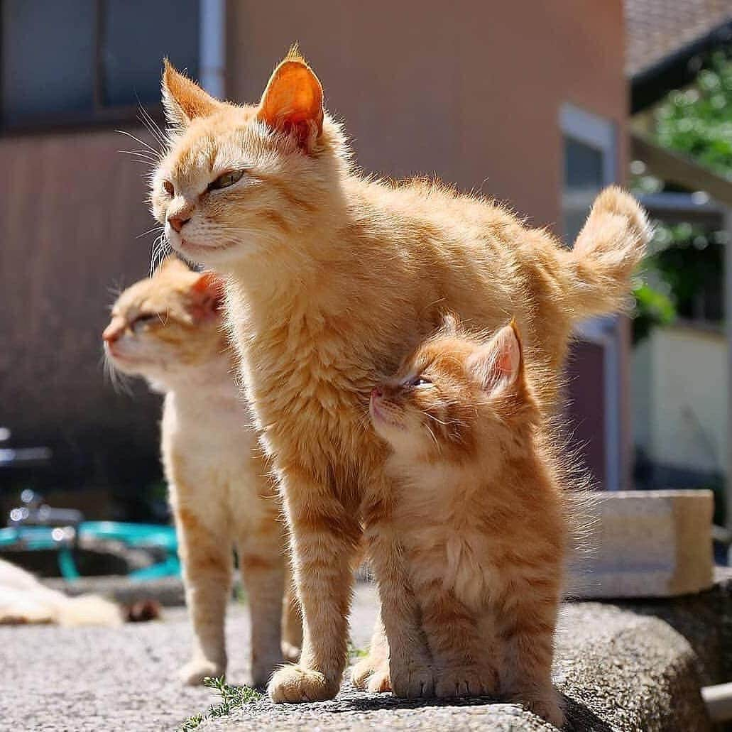 Cute Pets Dogs Catsさんのインスタグラム写真 - (Cute Pets Dogs CatsInstagram)「Family photo 😌👍 From: @simabossneko  #cat #cats #catofinstagram #catoftheday #catlover #catsagram #catlovers #cat_features #catlady #cateye #catholic #catlife #catlove #catsgram #cutecat #cutecats #meow #kittycat #catinstagram #catsclub #cats_of_instagram #kitty #ilovemycat #caturday #catsofig #thedailykitten #bestmeow #excellent_cats」9月15日 5時47分 - dailycatclub