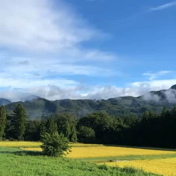 SAWAのインスタグラム：「窓を開けたら 一面秋の香り！五感で感じる秋 深呼吸したら 幸せな１日の始まり。今日も笑顔溢れる１日を〜✨ #虫の音 #澄んだ空気 #ひんやり心地よい風 #色づきはじめた #黄金色の田んぼ  #五感で感じる #秋満載 #1年で1番すきな季節  #しあわせな時間  #いつもありがとう」