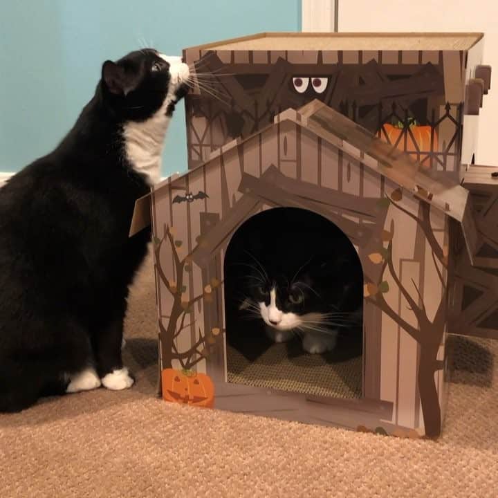 Tuxedo Cat Brosのインスタグラム：「Had to buy the boys their own #HauntedHouse! I’m such a sucker for these cat scratchers @target sells! (Not an ad, just genuinely love 🎯 and buy these every season!)」