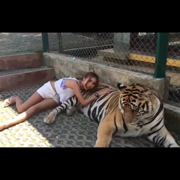 MAIMAIのインスタグラム：「久々にいろんな動画見てたけどトラってかわいい。今日ハリネズミカフェすみかと見に行ったけどクローズだった…だれか一緒に動物と癒されよ？w #癒しが欲しい #動物園 #癒しカフェ #行きたい欲 #肉球 #最高 #虎 #タイガー #タイ #プーケット  #かわいい  #タイガーキングダム #猫 #taiga #tailand  #南国 #リゾート #resort #puket #tailand  #海外旅行  #tigerkingdom #phuket #trip」