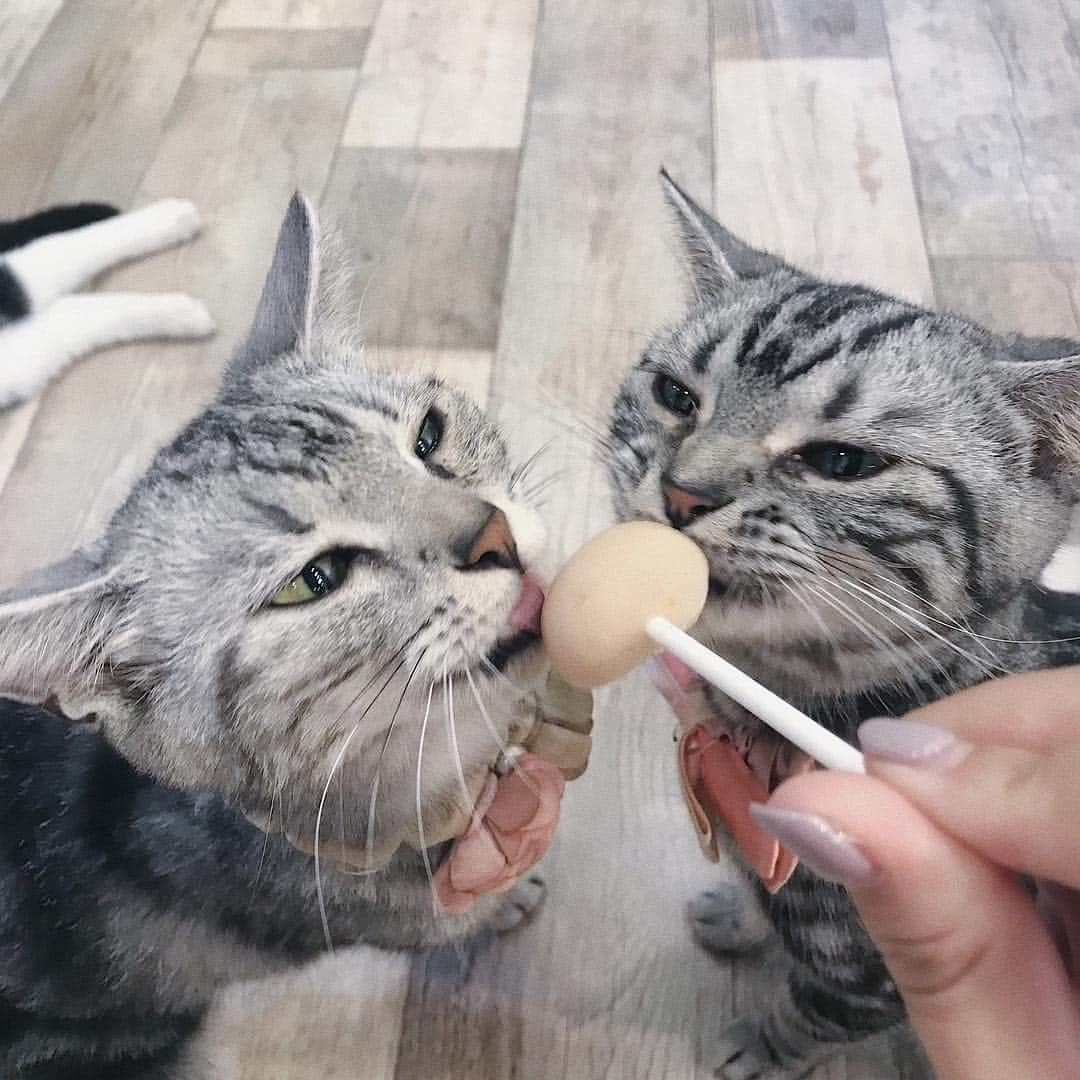 平尾優美花（ゆみちぃ）さんのインスタグラム写真 - (平尾優美花（ゆみちぃ）Instagram)「🐈💕😹💕😻」9月16日 16時23分 - hirao_yumika