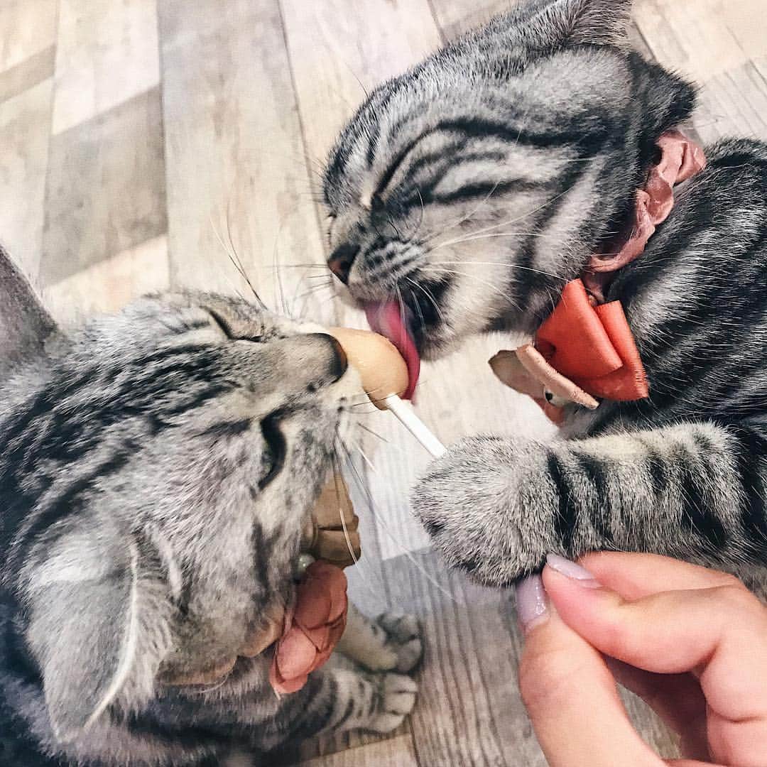 のインスタグラム：「🐈💕😹💕😻」