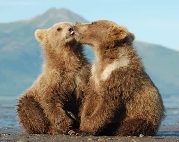 Bearsさんのインスタグラム写真 - (BearsInstagram)「Bear kiss 😘 🐻」9月16日 17時00分 - belovedbears