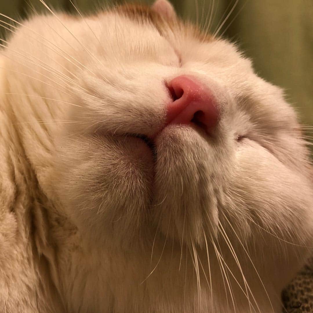 一休のインスタグラム：「2018.9.16 * Good night😪 * おやすみ⭐️⭐️⭐️ * #まん丸ねこ部 #cat#cats#scottishfold#animal#pet#cute#adorable#fluffy#instacat#catstagram#catsofinstagram#neko#kawaii#고양이#katze#chat#gatto#gato#猫#ねこ#ネコ#にゃんこ#スコティッシュフォールド#ねこ部#にゃんすたぐらむ#一休さんの日常」