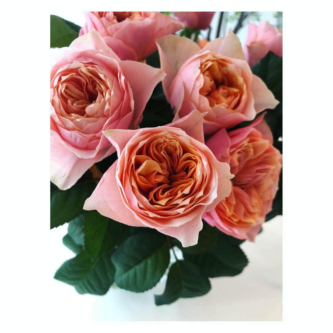 望月理恵さんのインスタグラム写真 - (望月理恵Instagram)「可愛い花びら 癒されます😊  #バラ #花生活 #心がけてます」9月17日 11時25分 - mochiee28