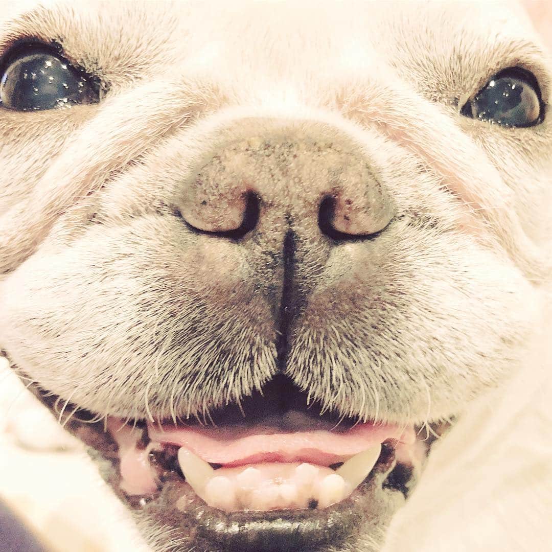 藤田朋子さんのインスタグラム写真 - (藤田朋子Instagram)「＃ブリトニー #frenchbulldog #dogstagram #dog ＃tomoko #actress #boo ＃smile #ふれぶる ＃フレンチブルドッグ」10月16日 10時20分 - chiendormant
