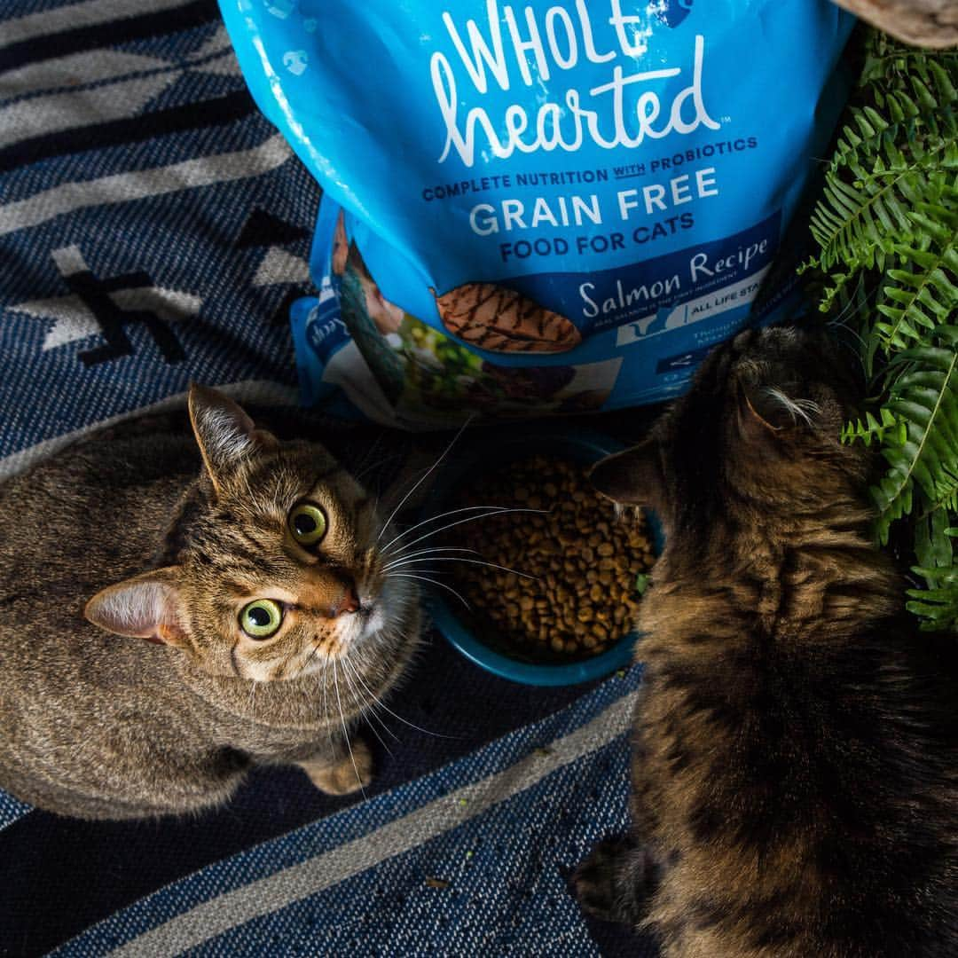 Bolt and Keelのインスタグラム：「We would catch fresh fish everyday for Bolt and Keel if we could. After all, they deserve the best! Instead, we’ve chosen @wholeheartedpets food, which is grain, soy, and wheat free.  Thanks #WholeHeartedPets for continuing to fuel our adventures! #ad」