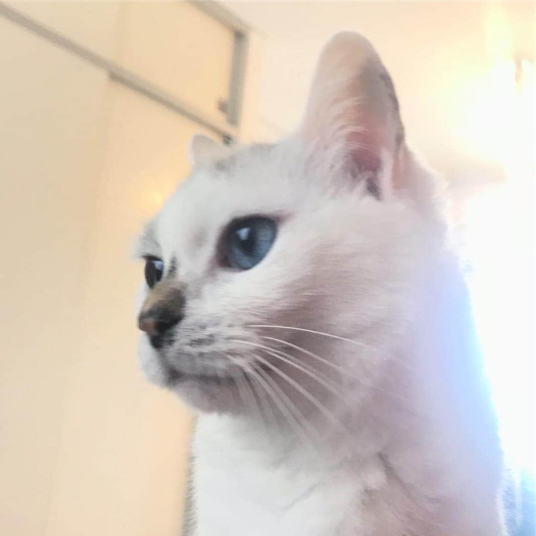 のインスタグラム：「いいこと思いついちゃったかも。#ilovecat」