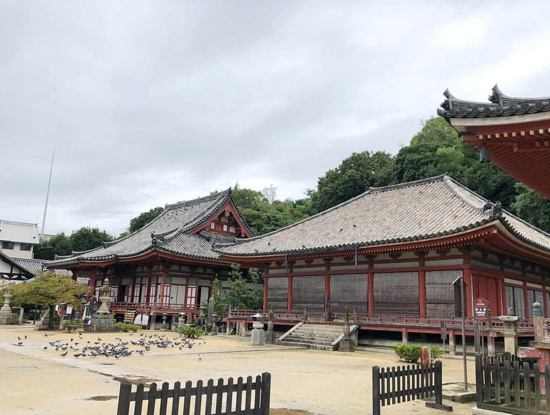 坂元美香さんのインスタグラム写真 - (坂元美香Instagram)「. 尾道の旅 - ⑦ . 千光寺ご住職に千光寺と朱華園を ご案内いただいただけで感激していたのに、 「せっかく尾道に来てくださったのだから 是非ここを訪れてほしい」とのことで なんと！他のお寺さんへも 案内して下さいました✨😂 . まずは 【浄土寺】 建物と境内地が国宝となっているお寺はとても珍しく、 浄土寺多宝塔は鎌倉時代に建てられた 現存する日本で最大の多宝塔なんですって。 . 第一印象は鳩さんがたくさんいて すごく趣があること。 ここでは鳩の餌も売っていて 餌をあげることもできるんですって🕊 . 本来 鳩の糞は酸性のため建物を劣化させてしまうから 鳩対策をしている所も多いそうなのですが、 ここは鳩さんがいっぱい。 . 足利尊氏の伝説によると、 戦勝祈願で浄土寺を訪れたときに、 白鳩が導いてくれたそうなのです。 そのことから、白鳩伝説にちなんで 浄土寺には鳩さんがたくさんいるそうです🕊🕊🕊 . そんなお話を千光寺のご住職に伺いながら こちらでも買ったばかりのご朱印帳に 御朱印をいただきました✨🙏 . . #浄土寺 #国宝浄土寺 #尾道浄土寺 #浄土寺多宝塔 #多宝塔 #国宝 #御朱印 #御朱印巡り #御朱印集め #鳩 #白鳩 #白鳩伝説 #足利尊氏 #聖徳太子 #尾道 #尾道市 #広島 #尾道女子 #坂元尾道の旅 #坂元旅ログ」10月12日 15時44分 - mika_saka