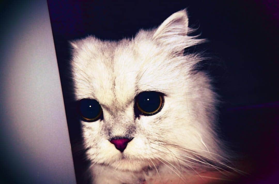 藤井夏恋さんのインスタグラム写真 - (藤井夏恋Instagram)「久しぶりに OLYMPUS📸使ってみた❤︎ #camera#olympus#photo #cat#mybaby#socute」10月13日 0時31分 - fujiikaren_official