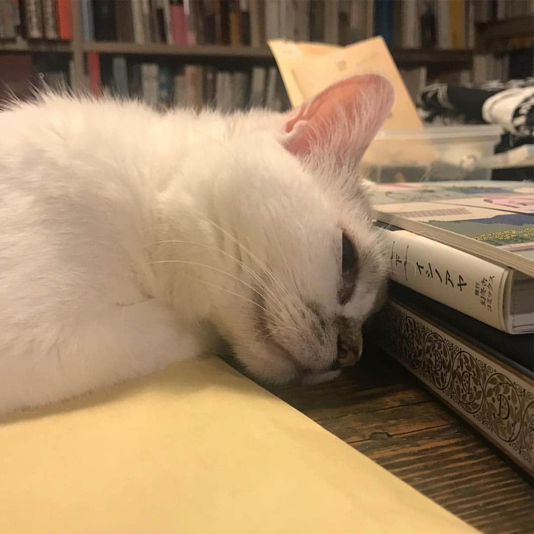 のインスタグラム：「#ilovecat」